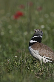 Little Bustard Tetrax tetrax male displaying on Spanish Steppes Spain May