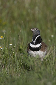 Little Bustard Tetrax tetrax male displaying on Spanish Steppes Spain May