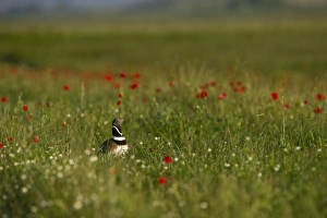 Little Bustard Tetrax tetrax male displaying on Spanish Steppes Spain May