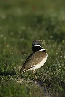 Display Prints: Little Bustard Tetrax tetrax male displaying on Spanish Steppes Spain May