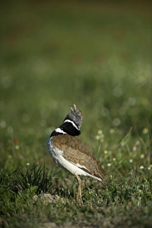 Little Bustard Tetrax tetrax male displaying on Spanish Steppes Spain May