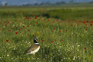 Little Bustard Tetrax tetrax male displayng on Spanish Steppes Spain May Little Bustard Tetrax tetrax male displayng on Spanish Steppes Spain May