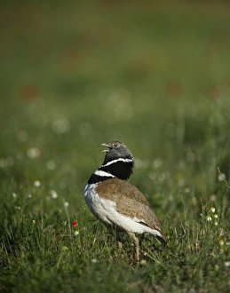 Little Bustard Tetrax tetrax male displaying on Spanish Steppes Spain May