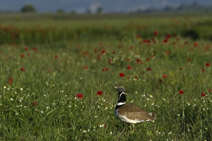 Little Bustard Tetrax tetrax male displaying on Spanish Steppes Spain May
