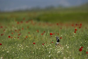 Little Bustard Tetrax tetrax male displaying on Spanish Steppes Spain May