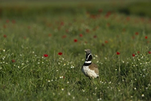 Little Bustard Tetrax tetrax male displaying on Spanish Steppes Spain May