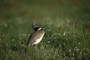 Little Bustard Tetrax tetrax male displaying on Spanish Steppes Spain May