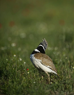 Little Bustard Tetrax tetrax male displaying on Spanish Steppes Spain May