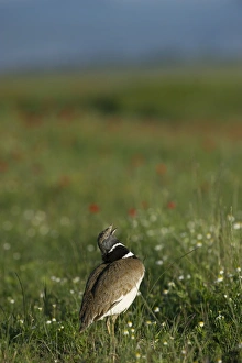 Little Bustard Tetrax tetrax male displaying on Spanish Steppes Spain May
