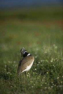 Little Bustard Tetrax tetrax male displaying on Spanish Steppes Spain May