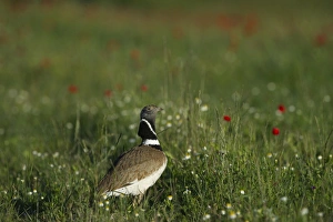 Little Bustard Tetrax tetrax male displaying on Spanish Steppes Spain May