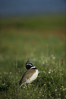 Little Bustard Tetrax tetrax male displaying on Spanish Steppes Spain May
