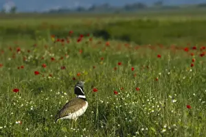 Display Prints: Little Bustard Tetrax tetrax male displayng on Spanish Steppes Spain May