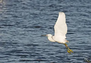 Little Egret Egretta garzetta Brancaster Norfolk winter