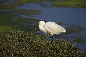 Cley Prints: Little Egret Egretta garzetta Clay Norfolk spring