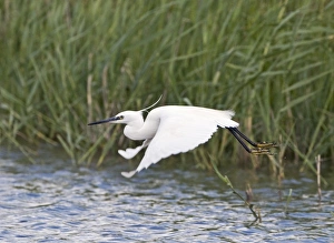Little Egret Egretta garzetta Cley Norfolk July