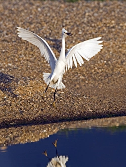 Little Egret Egretta garzetta Cley Norfolk May