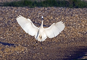 Cley Prints: Little Egret Egretta garzetta Cley Norfolk May