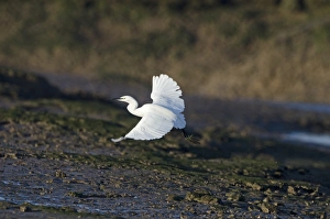 Little Egret Egretta garzetta in coastal creek Norfolk winter Little Egret Egretta garzetta in coastal creek Norfolk winter