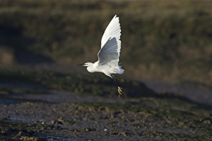 Little Egret Egretta garzetta in coastal creek Norfolk winter