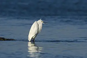 Little Egret Egretta garzetta in coastal creek Norfolk winter