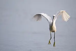 Little Egret Egretta garzetta coming in to land Norfolk July