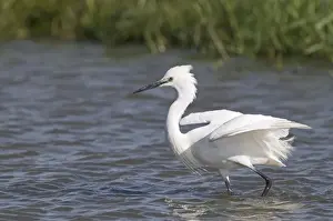 Cley Prints: Little Egret Egretta garzetta fishing Norfolk July
