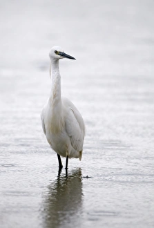 Little Egret Egretta garzetta Norfolk July