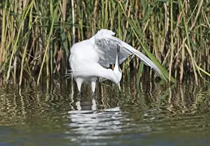 Cley Prints: Little Egret Egretta garzetta preening Norfolk July