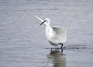 Little Egret Egretta garzetta Snettisham RSPB Reserve North Norfolk September Little Egret Egretta garzetta Snettisham RSPB Reserve North Norfolk September