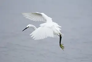 Little Egret Egretta garzetta Snettisham RSPB Reserve North Norfolk September
