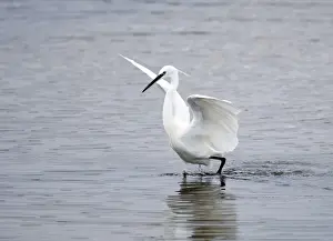 Little Egret Egretta garzetta Snettisham RSPB Reserve North Norfolk September