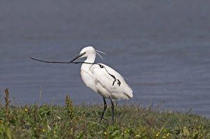 Cley Prints: Little Egret Egretta garzetta with stick Norfolk July