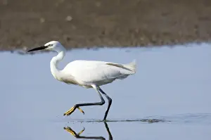 Little Egret Egretta garzetta Titchwell RSPB Reserve Norfolk August