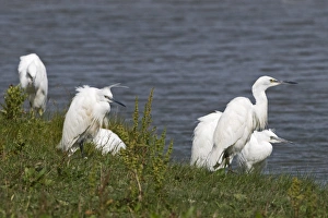 Cley Prints: Little Egrets Egretta garzetta Cley Norfolk July
