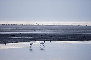 Little Egrets Egretta garzetta feeding along channel on the Wash at Snettisham Norfolk Little Egrets Egretta garzetta feeding along channel on the Wash at Snettisham Norfolk