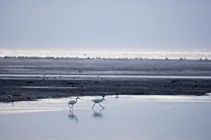 Snettisham Prints: Little Egrets Egretta garzetta feeding along channel on the Wash at Snettisham Norfolk