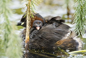 Little Grebe North Norfolk summer