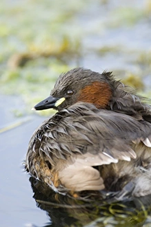 Images Dated 22nd August 2006: Little Grebe North Norfolk summer