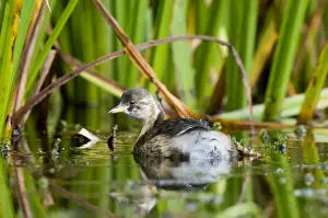 Grebe Prints: Little Grebe Tachybaptus ruficollis 1st winter October UK