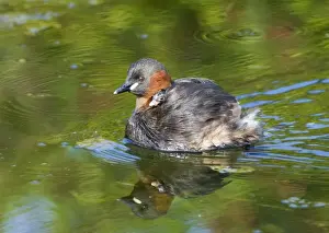 Little Grebe Tachybaptus ruficollis carrying chick Cley Norfolk august