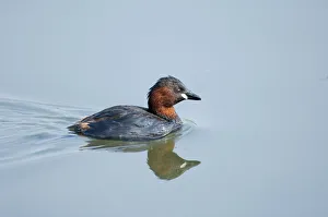 Little Grebe Tachybaptus ruficollis summer UK Little Grebe Tachybaptus ruficollis summer UK