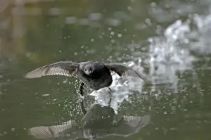 Grebe Prints: Little Grebe Tachybaptus ruficollis taking off UK spring