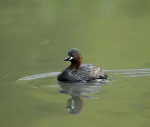 Little Grebe, Tachybaptus ruficollis, , UK, spring
