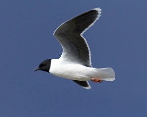 Gull Prints: Little Gull, adult, Larus minutus, Finland, July
