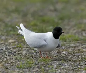Little Gull, Larus minutus, adult in breeding plumage at colony, Finland, July