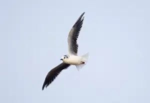 Gull Prints: Little Gull Larus minutus adult winter Salthouse Norfolk September