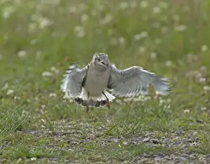 Gull Prints: Little Gull, Larus minutus, juvenile practising flying at colony, Finland, July