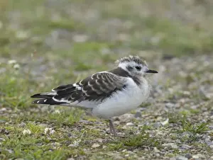 Gull Prints: Little Gull, Larus minutus, juvenile recently fledged, Finland, July