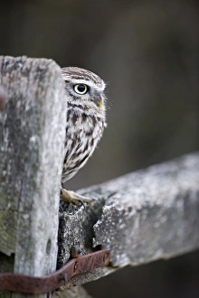 Prints of Little Owl Athene noctua UK winter Images Dated 2009 January: Little Owl Athene noctua UK winter